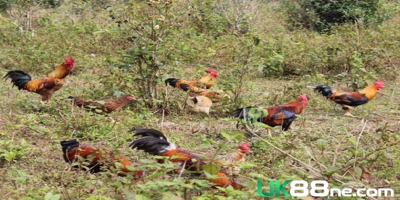 Giống gà 9 cựa nuôi thả nhiều ở khu vực đồi núi Mẫu Sơn, Lạng Sơn