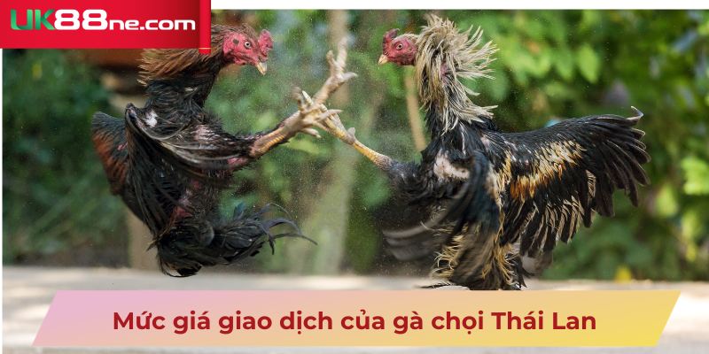 Mức giá giao dịch của gà chọi Thái Lan