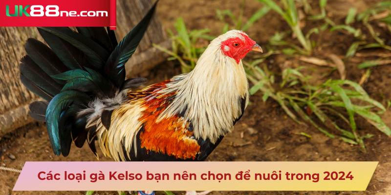 Các loại gà Kelso bạn nên chọn để nuôi trong 2024