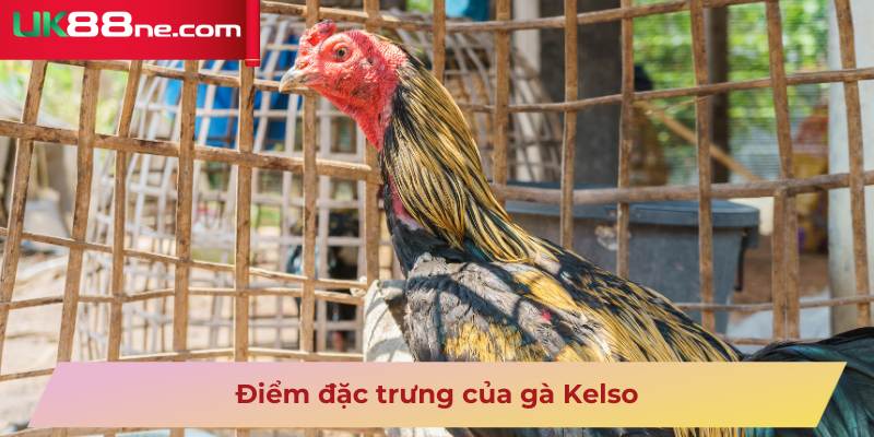 Điểm đặc trưng của gà Kelso