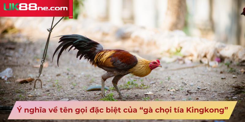 Ý nghĩa về tên gọi đặc biệt của “gà chọi tía Kingkong”