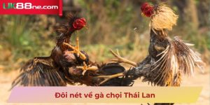 Đôi nét về gà chọi Thái Lan